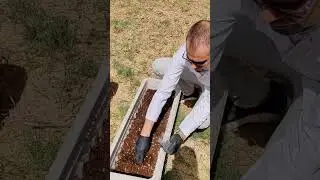 زراعة الريحان 