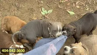 REAL WORKING Bully Puppies! 🔥 Working Bullies Matter!