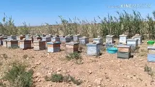نقل النحل الى مراعي العسل