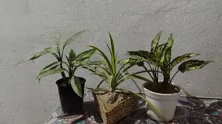 live #Livestream#kuldeepbonsai I am  terrace garden flowering plant and bonsai plant #live