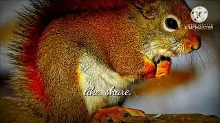 🔥facts of squirrel 🐿️ கடைசி வரை பாருங்க#animals#factstamil