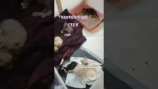 Thanksgiving Crew #foryourpage #foryou #kitten #youtubeshorts