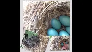 kids Science Project Life Cycle of a Robin = Educational activity for Kids