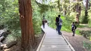 Redwood Grove Nature Preserve Los Altos, California | Walking Trail Through Redwood Forest