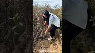 Digging in the ground and roots or tubers shallot or garlic