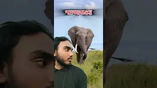 Patlakhaoya Forest Zone😮 Elephants #shorts #minivlog