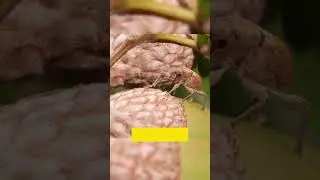 The Acorn Weevil