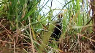 Cashtro Troy - Sugar Cane