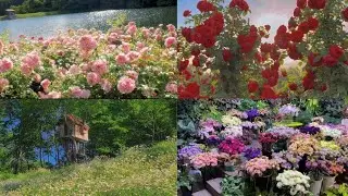 [Douyin] Ngắm nh&igrave;n vẻ đẹp của c&aacute;c lo&agrave;i hoa💐