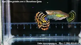 GALAXI TIGER SHOW GUPPY&ndash; наши конкурсанты на Всемирной Выставке Гуппи 2020 (WGC-2020) и их потомство