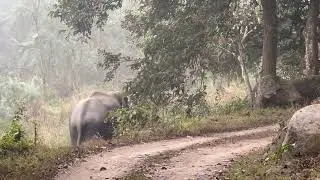 Wild tusker elephant at Kaziranga National Park, Assam, India