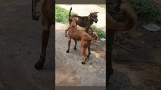 Dogs fighting and barking in the village streets#04kshorts