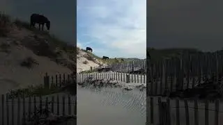 The wild horses of Corolla, NC