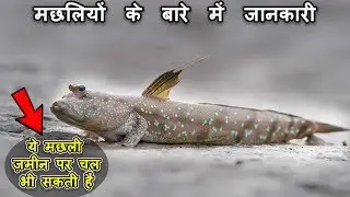 मछलियों के बारे में  रोचक जानकारी - Fish Facts in Hindi
