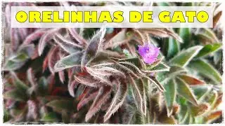 #SUCULENTA CYANOTIS SOMALIENSIS: #IDENTIFICA&Ccedil;&Atilde;O E DICAS DE #CULTIVO