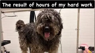 The result of hours of my hard work #petgroomer #doggroomer #grooming #petstyle #terrier 