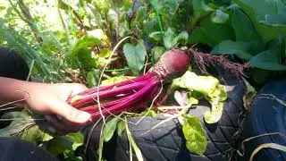 I'm harvesting #Beets for the first time...kinda | Eat your beet greens