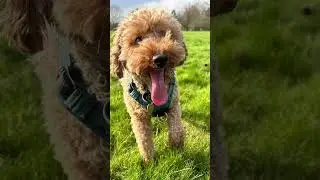 Happy dog 😂 #happydog #dog #puppy #cute #zoomies #poodle