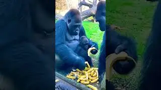 Gorilla Father #animals #zoo #funny #cute #music