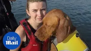 Paddle boarding pooch named UK's most adventurous dog