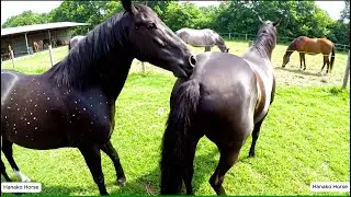 Horse mating behind the scene at the stable