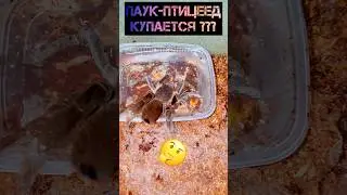 КАК ВЫЙТИ СУХИМ ИЗ ВОДЫ? Паук-птицеед Hysterocrates hercules купается 🕷️ #spider #tarantula #shorts