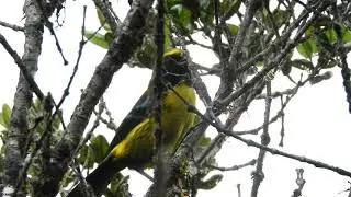 Masked Mountain Tanager  --  Tephrophilus wetmorei