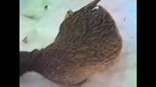 schaatsen85