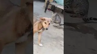 billi bolli kun ho tum😺😺😺🐈🐈🐕🐕🐕