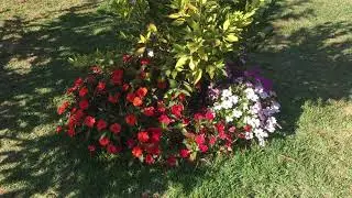 Sunpatiens flores para bordaduras no jardim