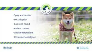 Rochester Animal Services: Dog Licenses