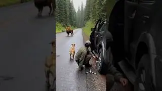 The Dog Jumped Out&hellip; and the Lion Turned Back#dogs #dog #dogshorts