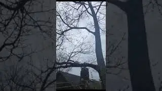 Tree Service Succasunna New Jersey