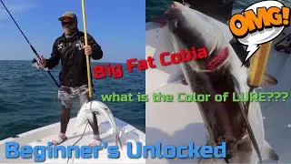 COBIA Fishing I Big Fat COBIA I Almost give up the fight I Boat Fishing Abu Dhabi I Unexpected Catch