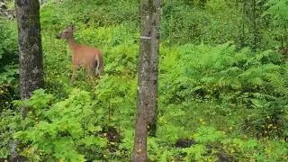 Close encounter with a cute deer