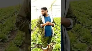 gsp crop science ka product (vespa+crazy)excellent result👍