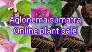 Hybrid Bougainville 99 ₹ #sumatra#youtube video #plant online sale