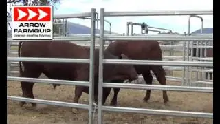 Bulls Fighting