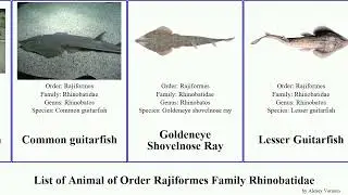 List of Animal of Order Rajiformes Family Rhinobatidae guitarfish pseudobatos pan josh Rhinobatos
