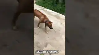 Dangerous dog 😱 #jhm #dog
