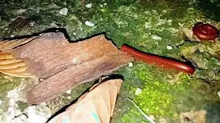 the alien among us: The Secret World of the Red Millipede