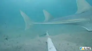 Coolum Beach Highlight Video