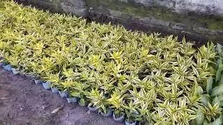 different types of indoor and outdoor plants chipset price, in kolkata
