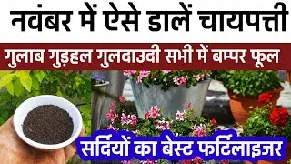 यदि इस तरीके से चायपत्ती का उपयोग करेंगे तो पौधे पूरी सर्दियों भरे रहेंगे फूलोंसे !होगी लगातार ग्रोथ