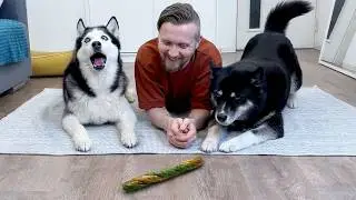 Which Dog Will Give Up First? Three Huskies Competing In Patience