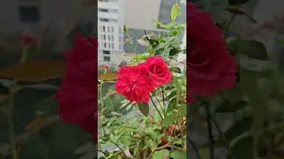 Beautiful morning rose's🪴🌹 🌄in my balcony garden #plants #flowers #rose #naturalgreens
