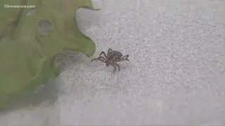 Preventing tick bites and lyme disease