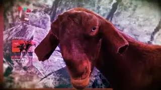 this montage cost me 14 hours and all my dignity