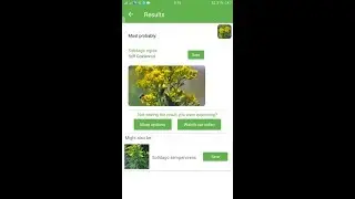 PlantSnap identifies a Stiff Goldenrod (Solidago rigida)