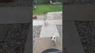 When dogs ready to go inside of the house 🥰🤣🤣
